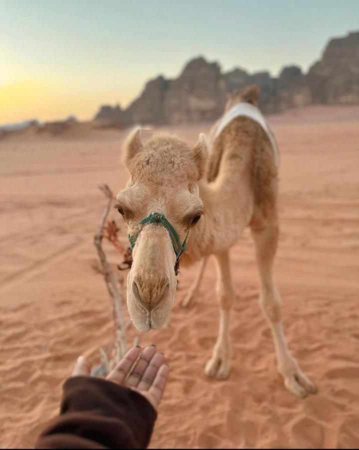 Wadi Rum Desert Camp Exterior foto