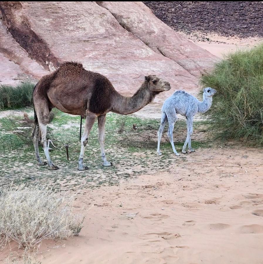 Wadi Rum Desert Camp Exterior foto